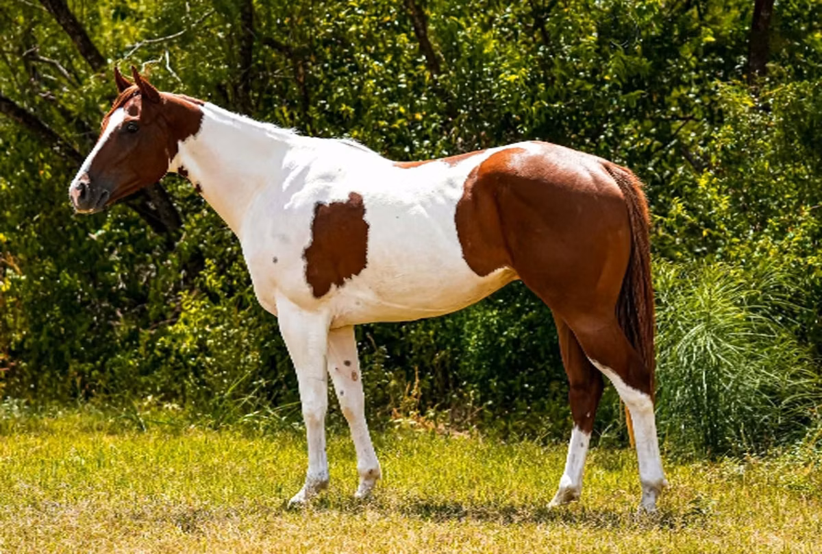 American paint horse