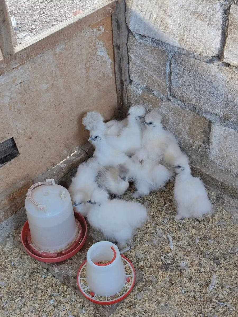 Silkie