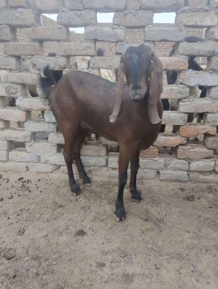 Najdi goat