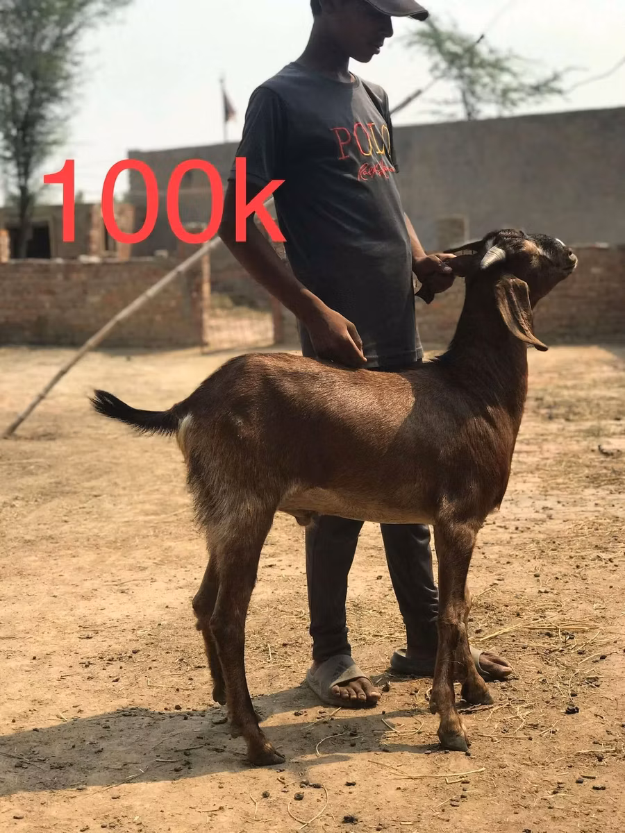 Najdi goat