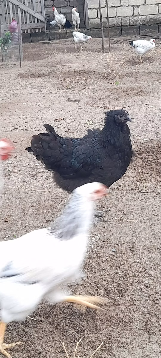 Gallo de pelea de fosa australiano