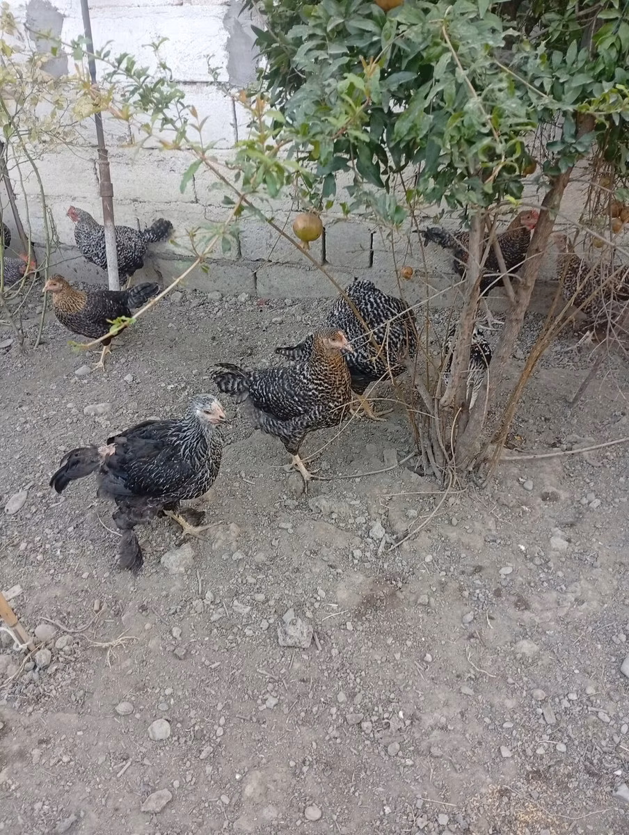 Slovenian Barred Hen