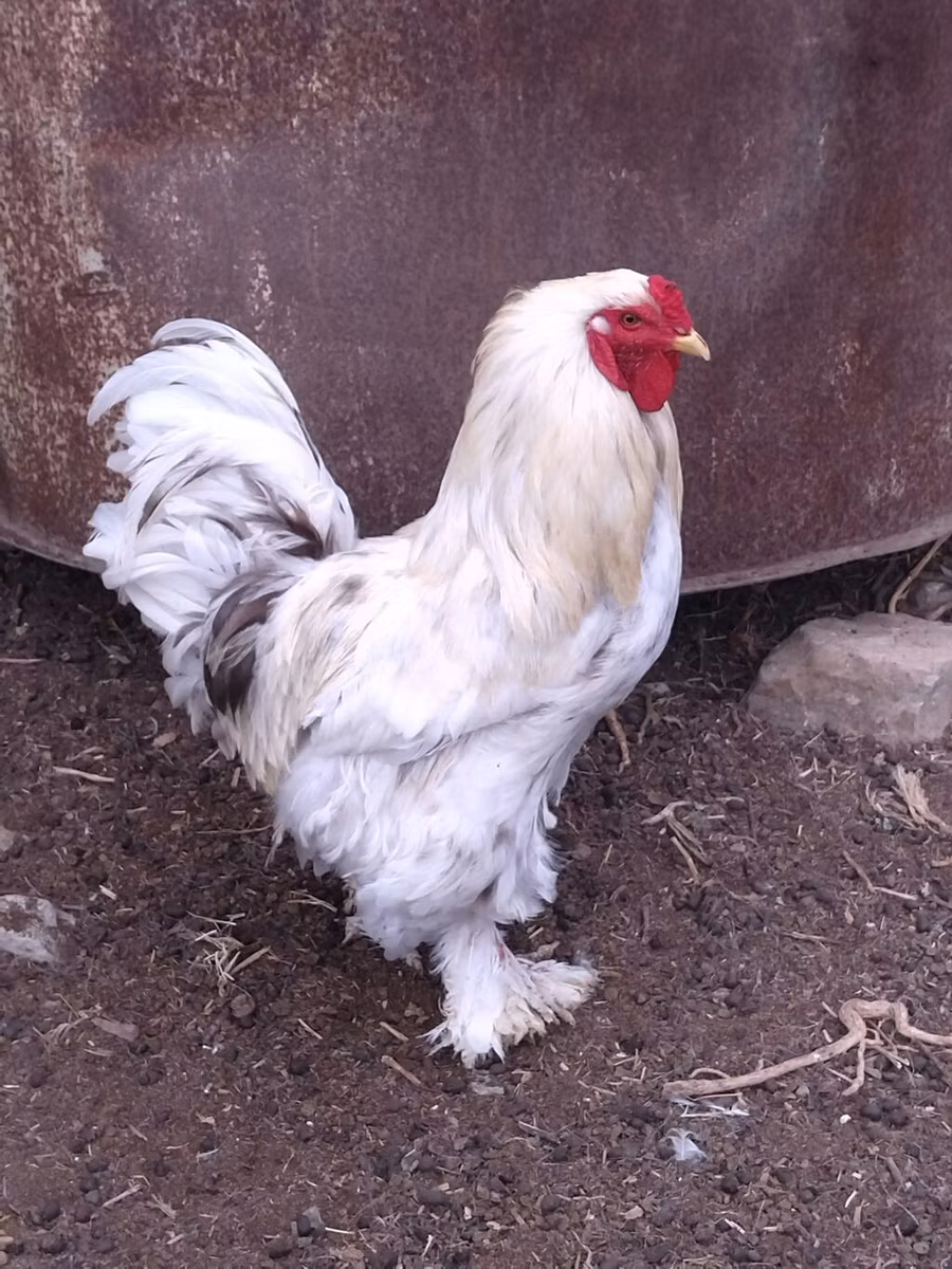Brahma