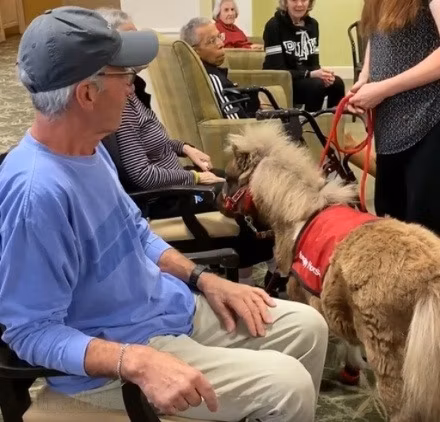 Miniature horse