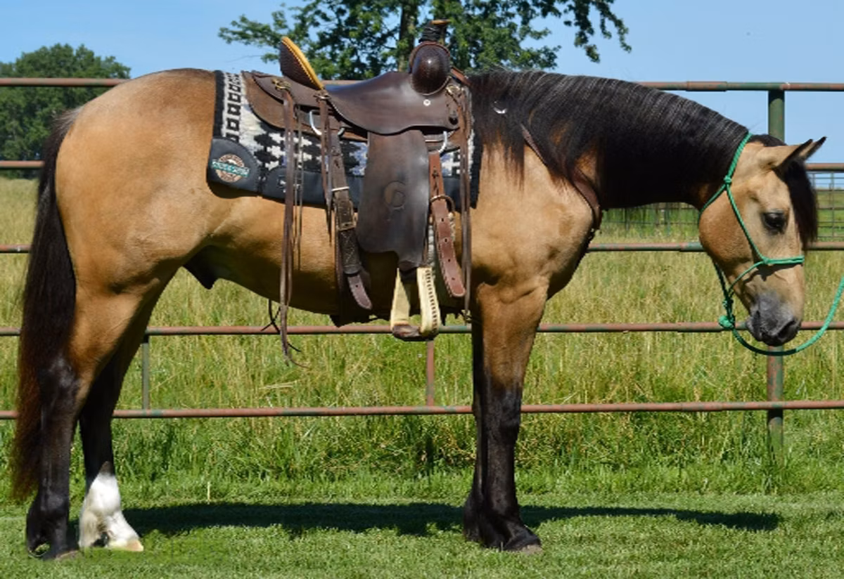 Gypsy horse