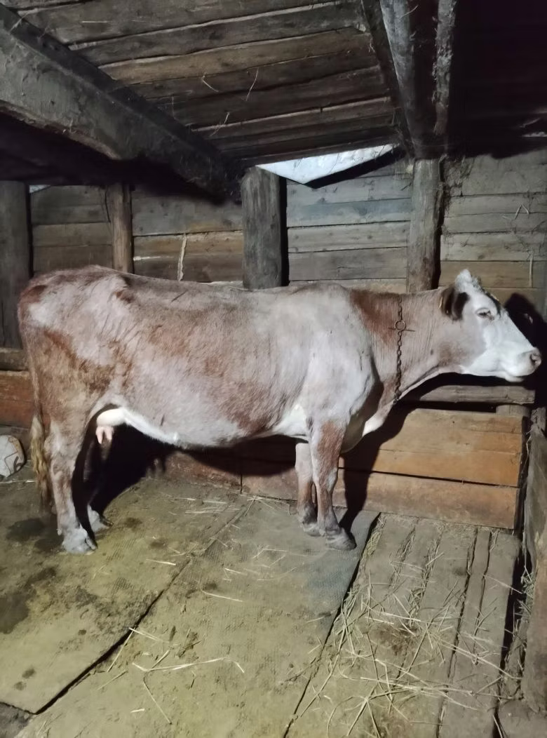 Синяя корова