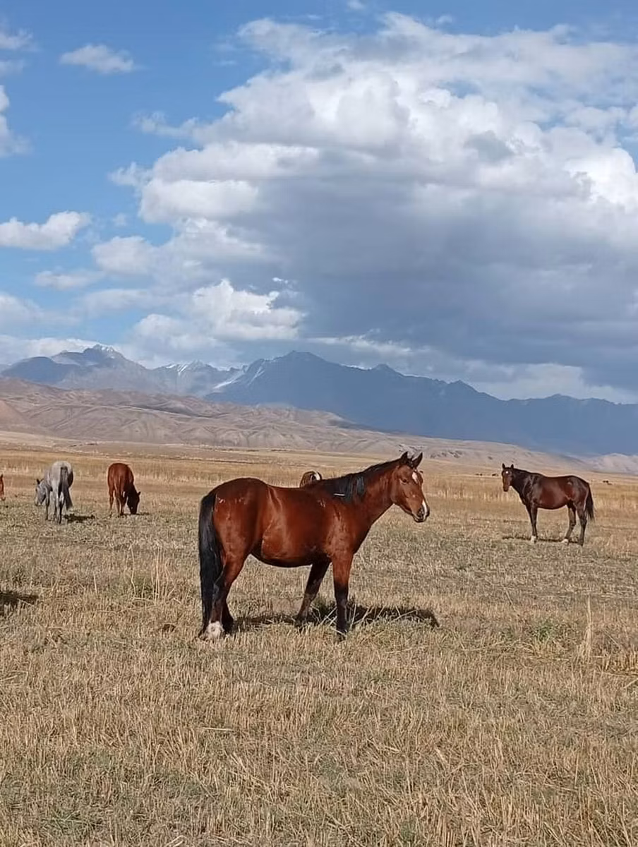 Kyrgyz Horse