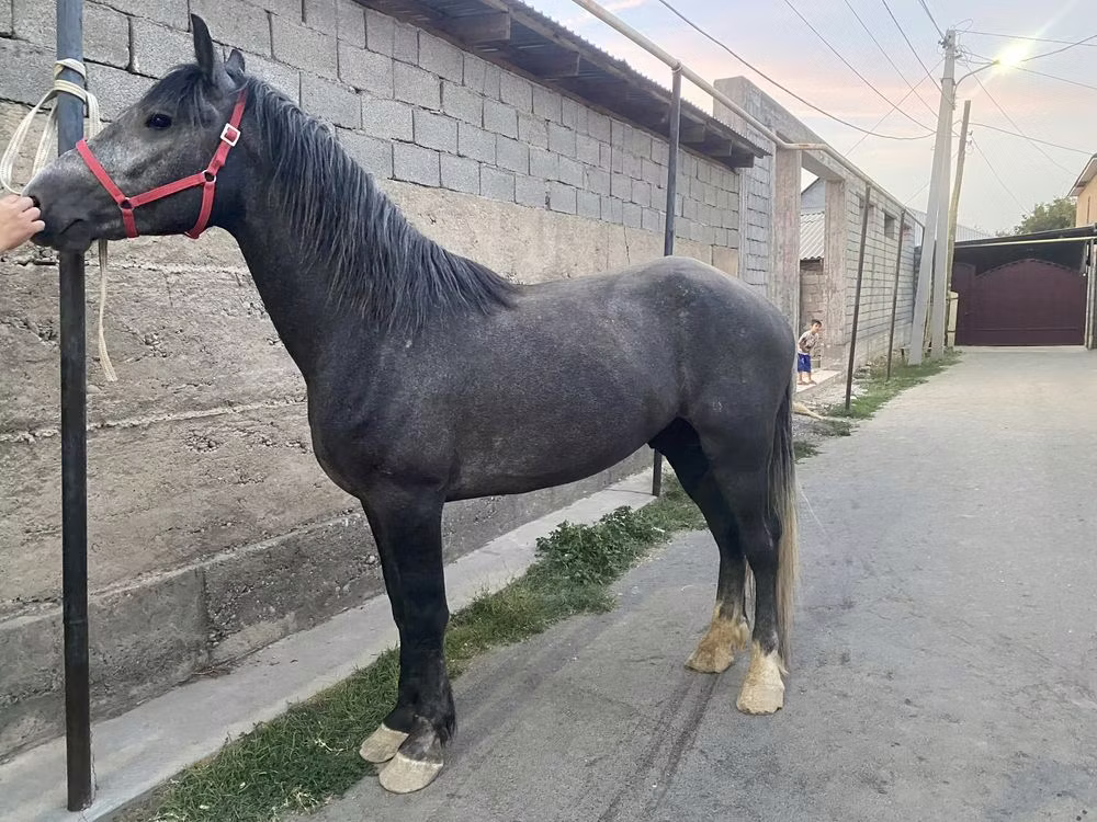 Kustanai horse