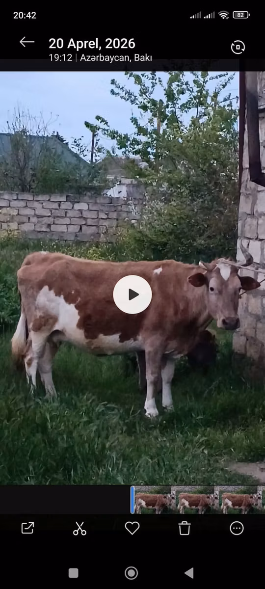 Azerbaijani zebu
