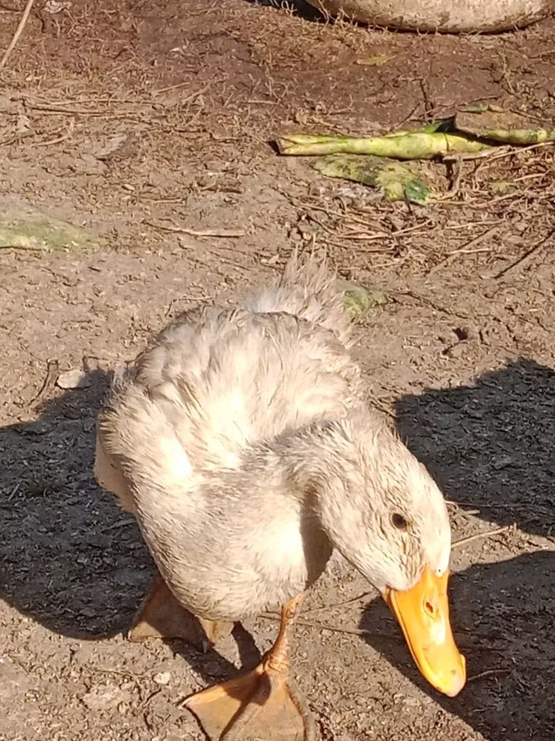 pato criollo doméstico
