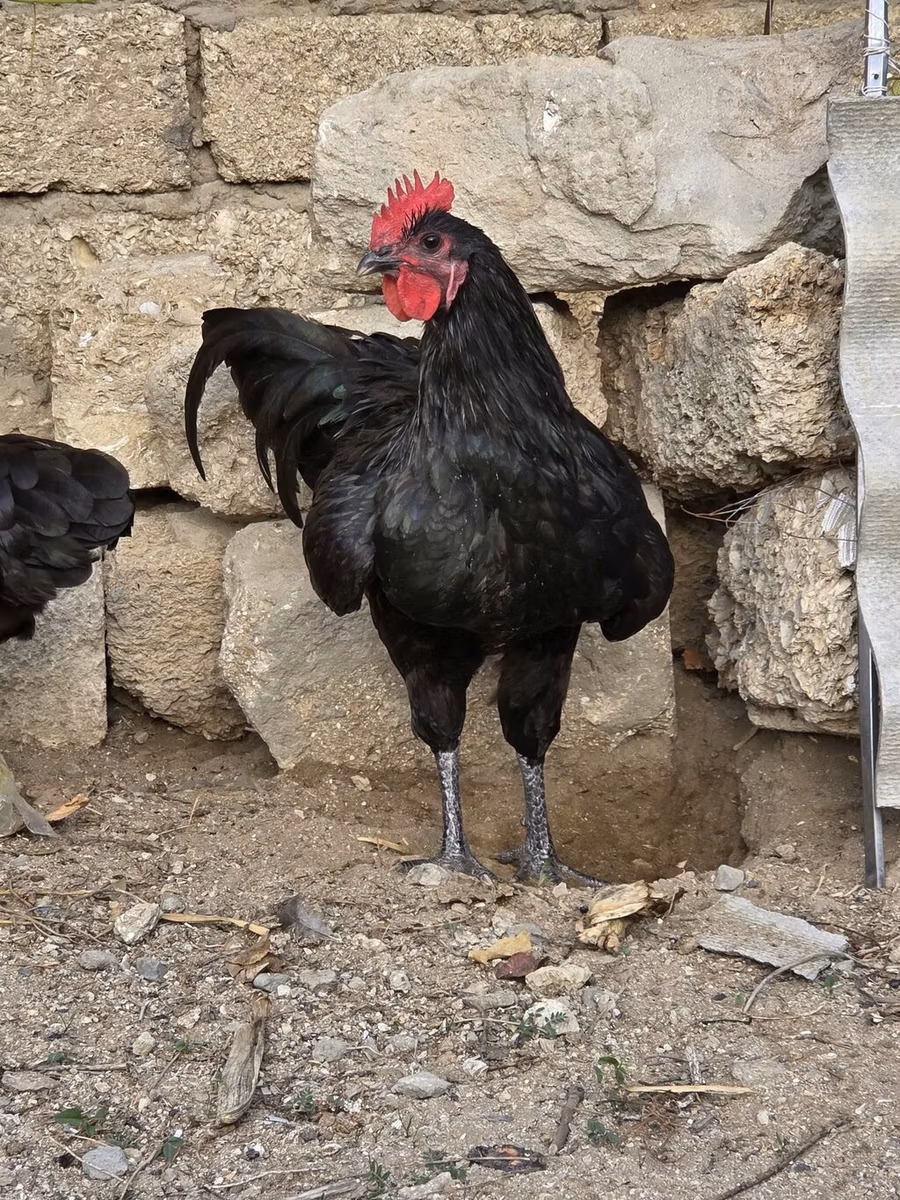 Gallo de pelea de fosa australiano