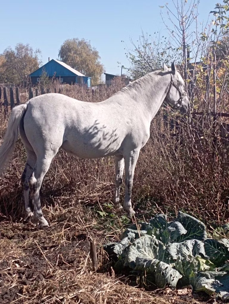 Orlov Trotter