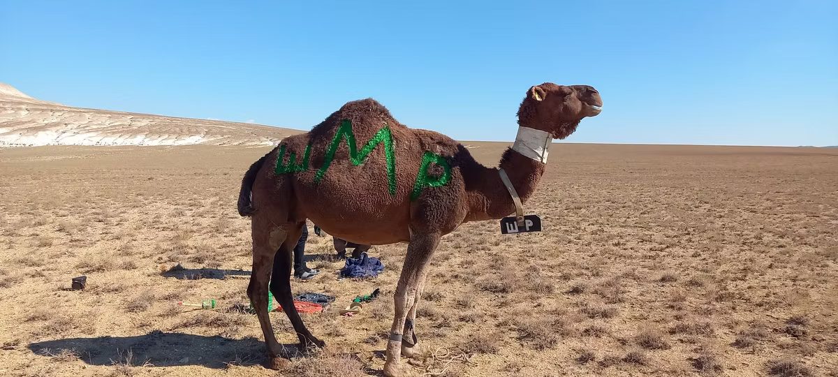 Arvana camel