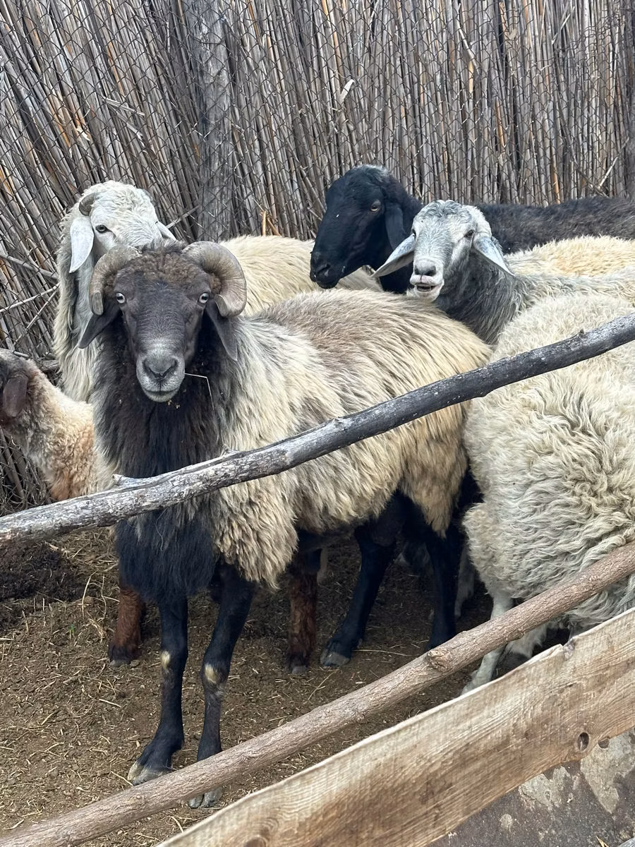 Каракульская овца