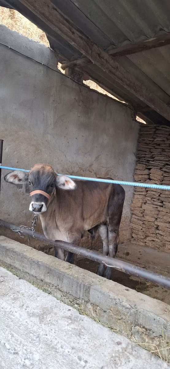 Brahman
