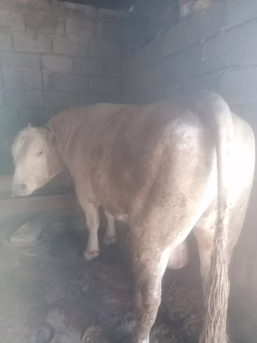 आउलियातिन नस्ल