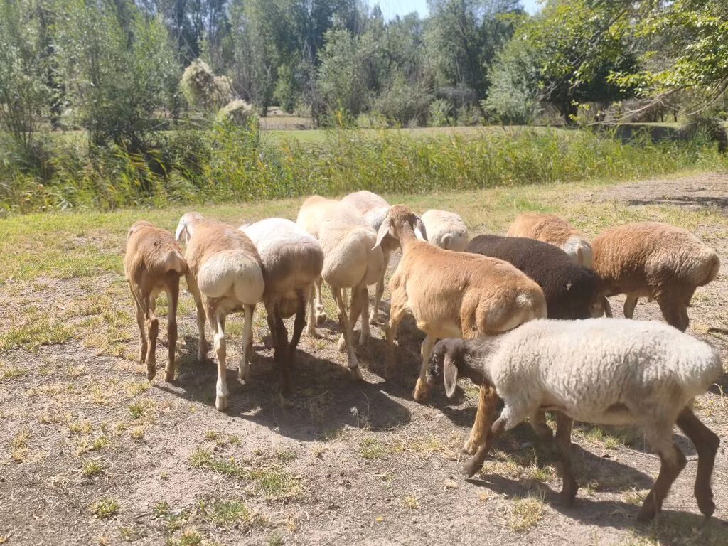 Afghan Arabi sheep