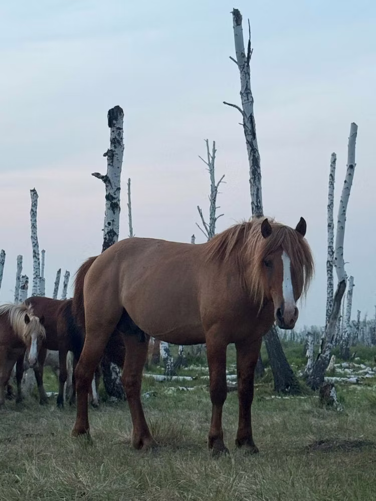 Kushum Horse