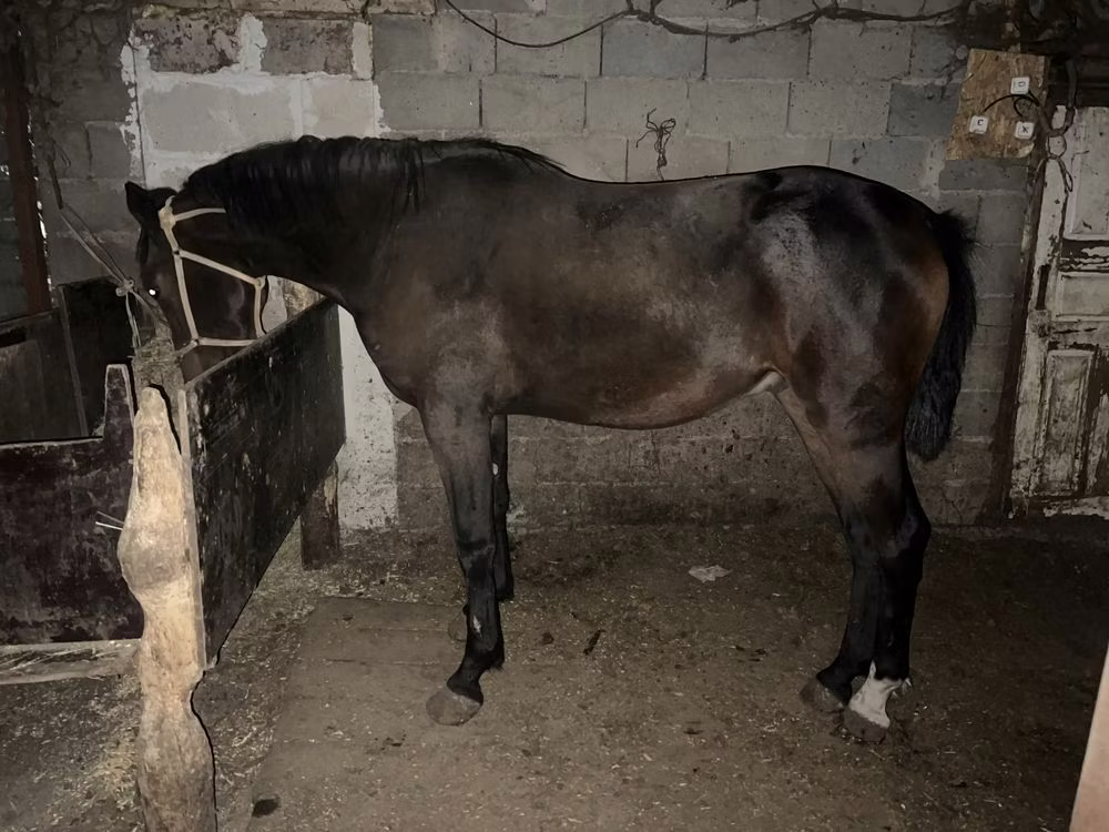 Orlov Trotter