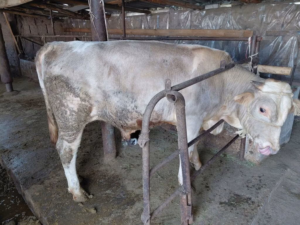 लाल बिना सींग वाली गाय