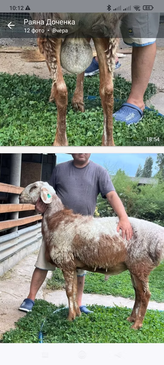 East Friesian Dairy sheep