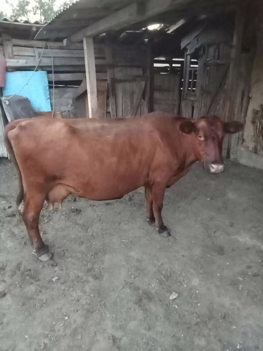 लाल बिना सींग वाली गाय
