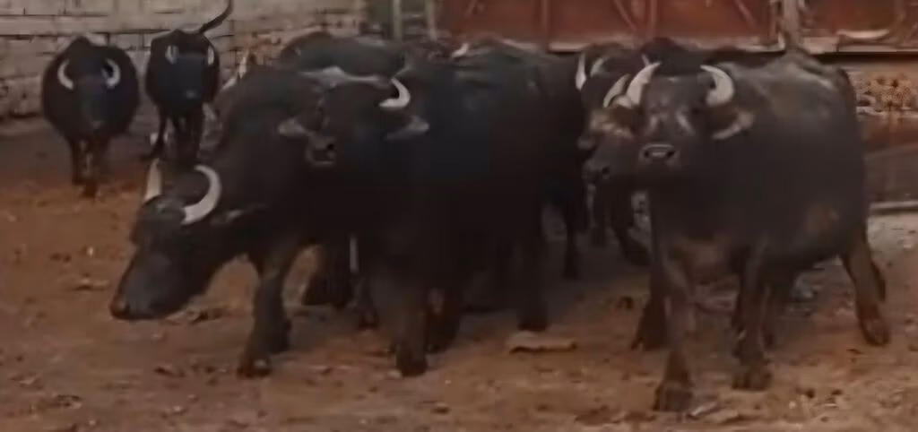 الجاموس الأفريقي