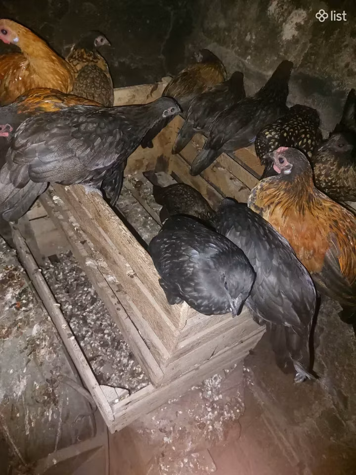 Japanisches Bantam