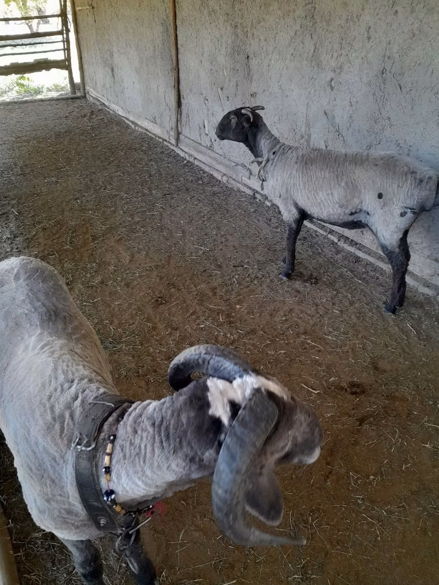 Меринос овца