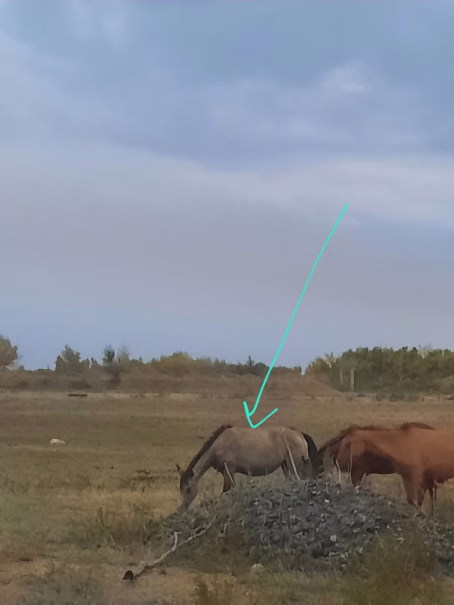 Priob horse