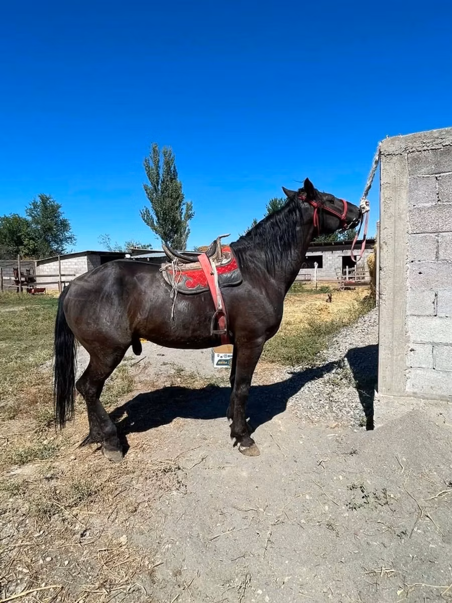 Karabair horse