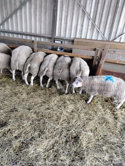 Beltex sheep