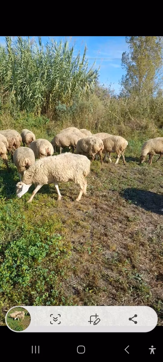 Karabakh sheep
