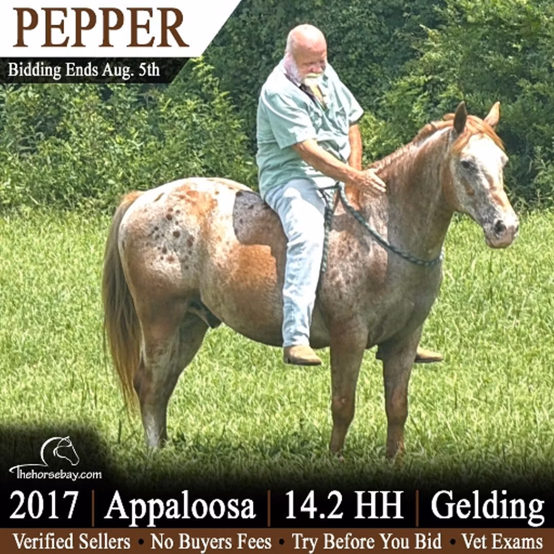 Appaloosa