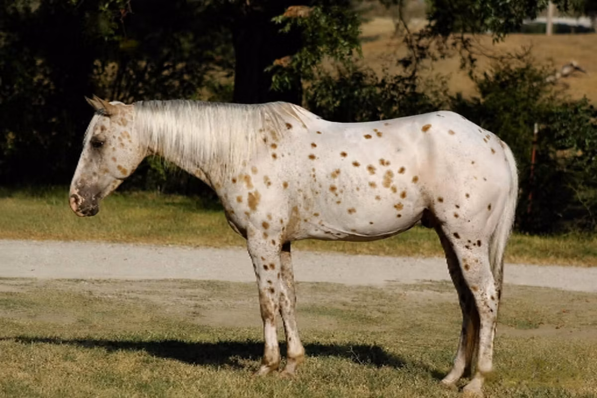 Appaloosa
