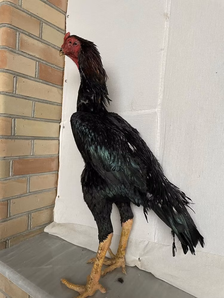 Shamo chickens