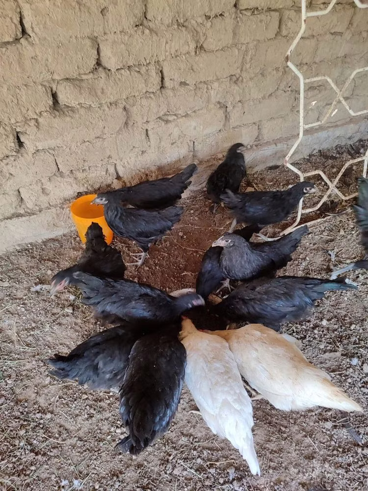Australorp
