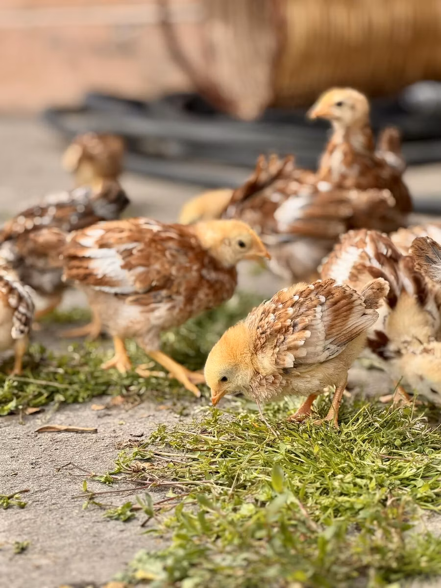 Rhode Island Red