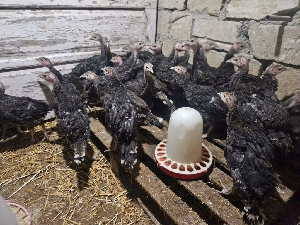 برونز