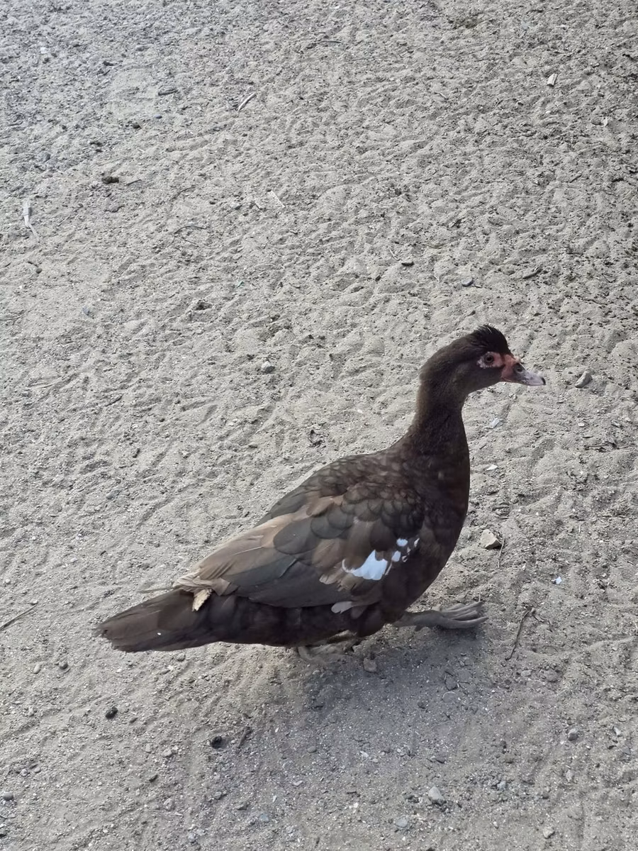 pato criollo doméstico