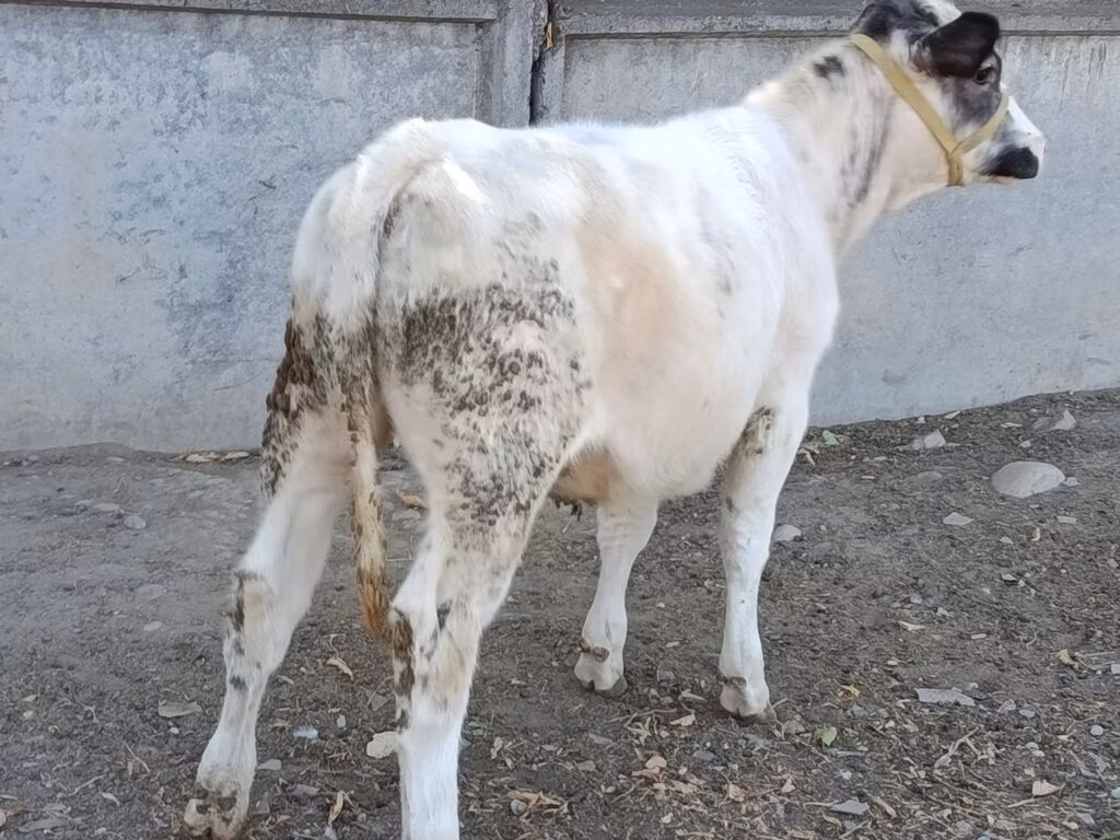Бельгийская голубая