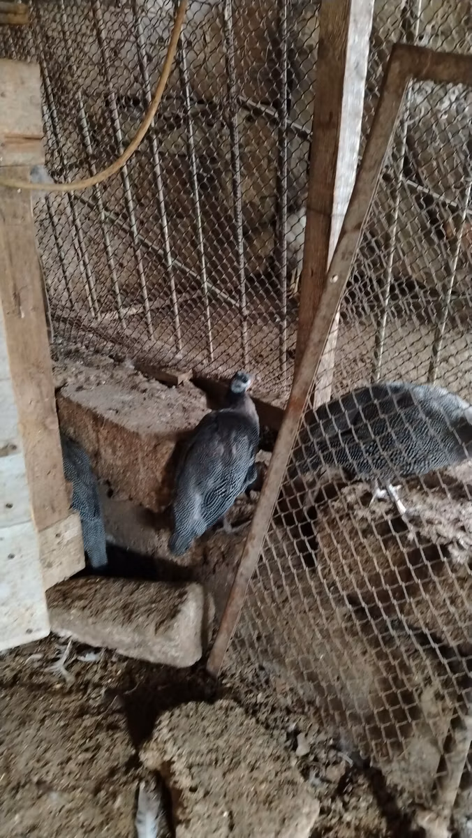 Gris Perla