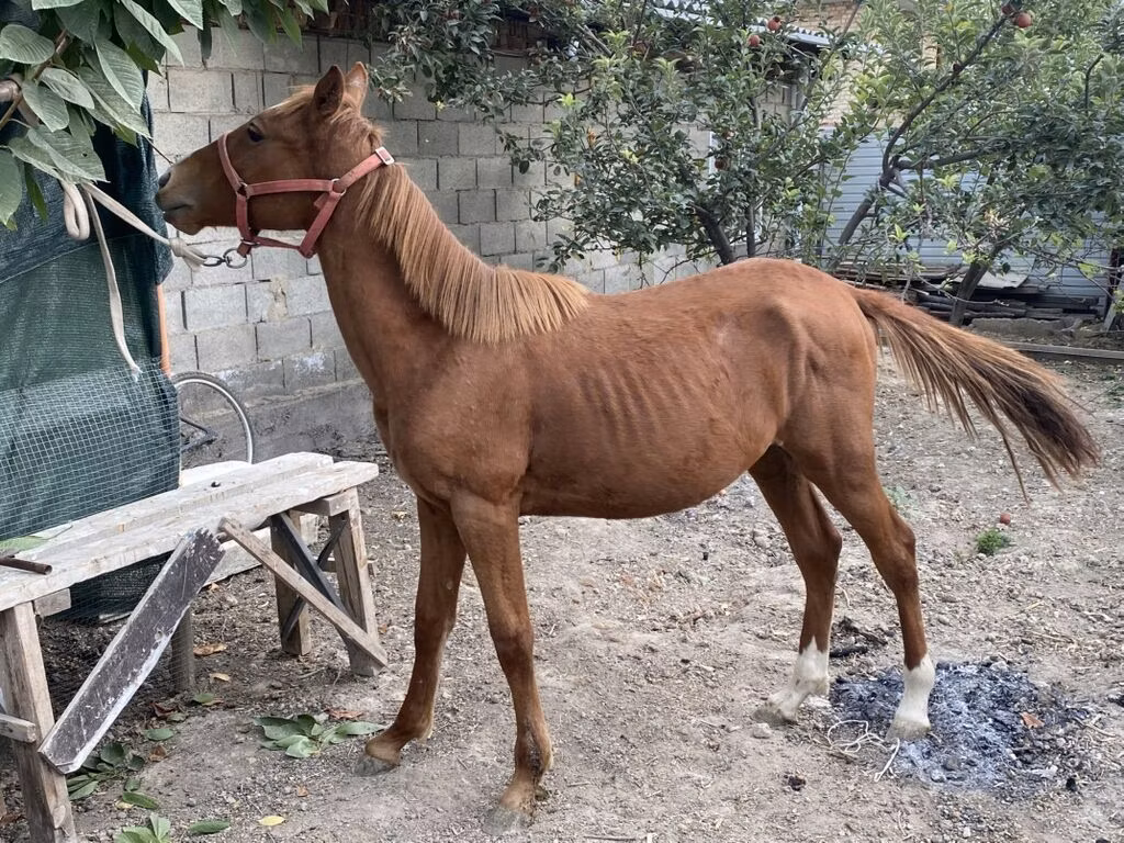 Chilean horse