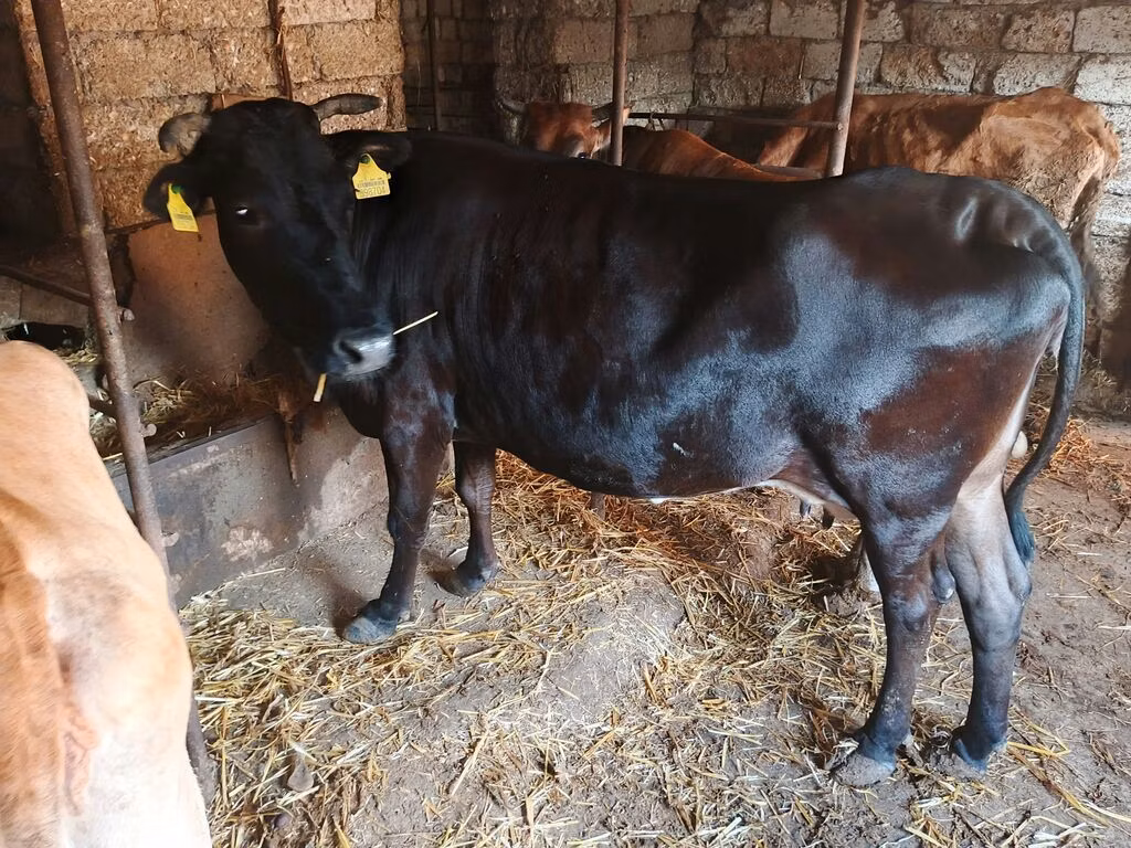 Yak salvaje