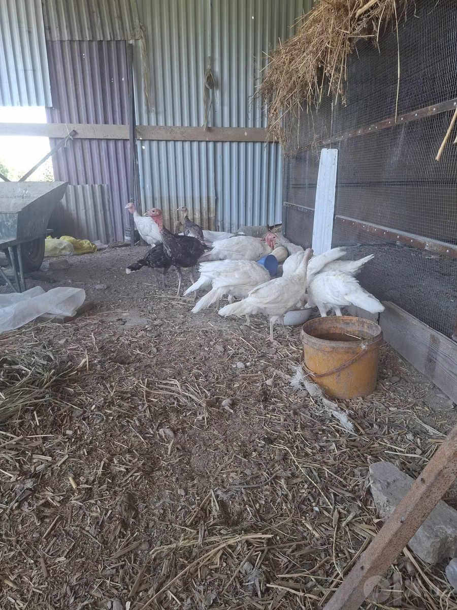 Slovenian Silver Hen