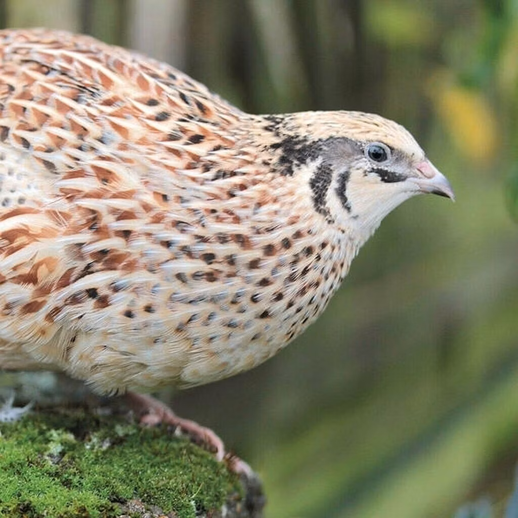 Faraón