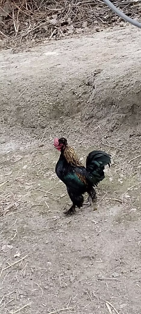 Japanisches Bantam