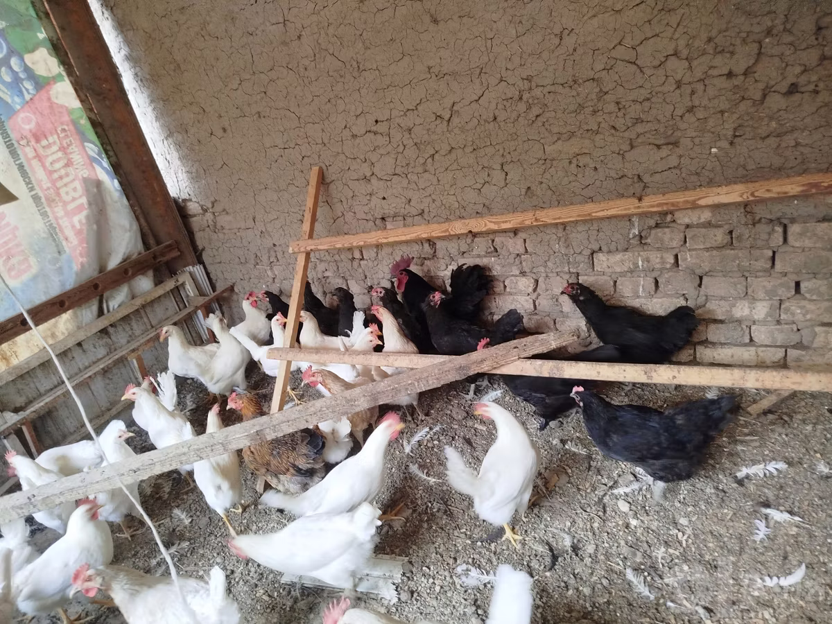 Ayam Cemani