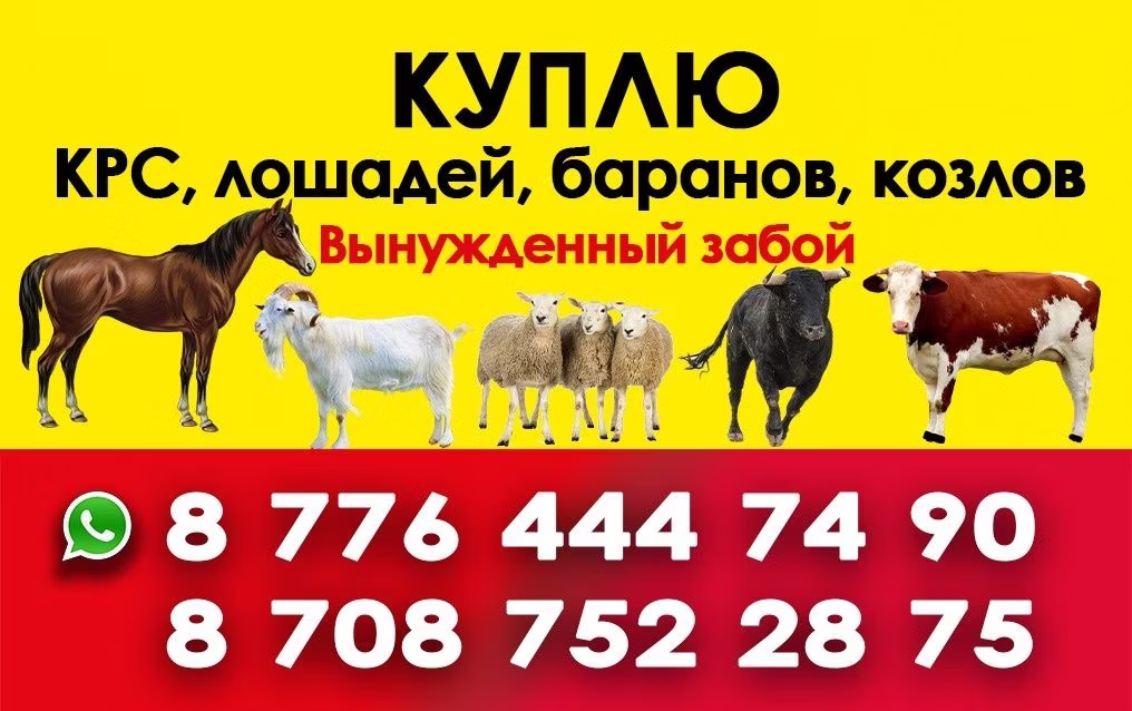 Породы лошадей
