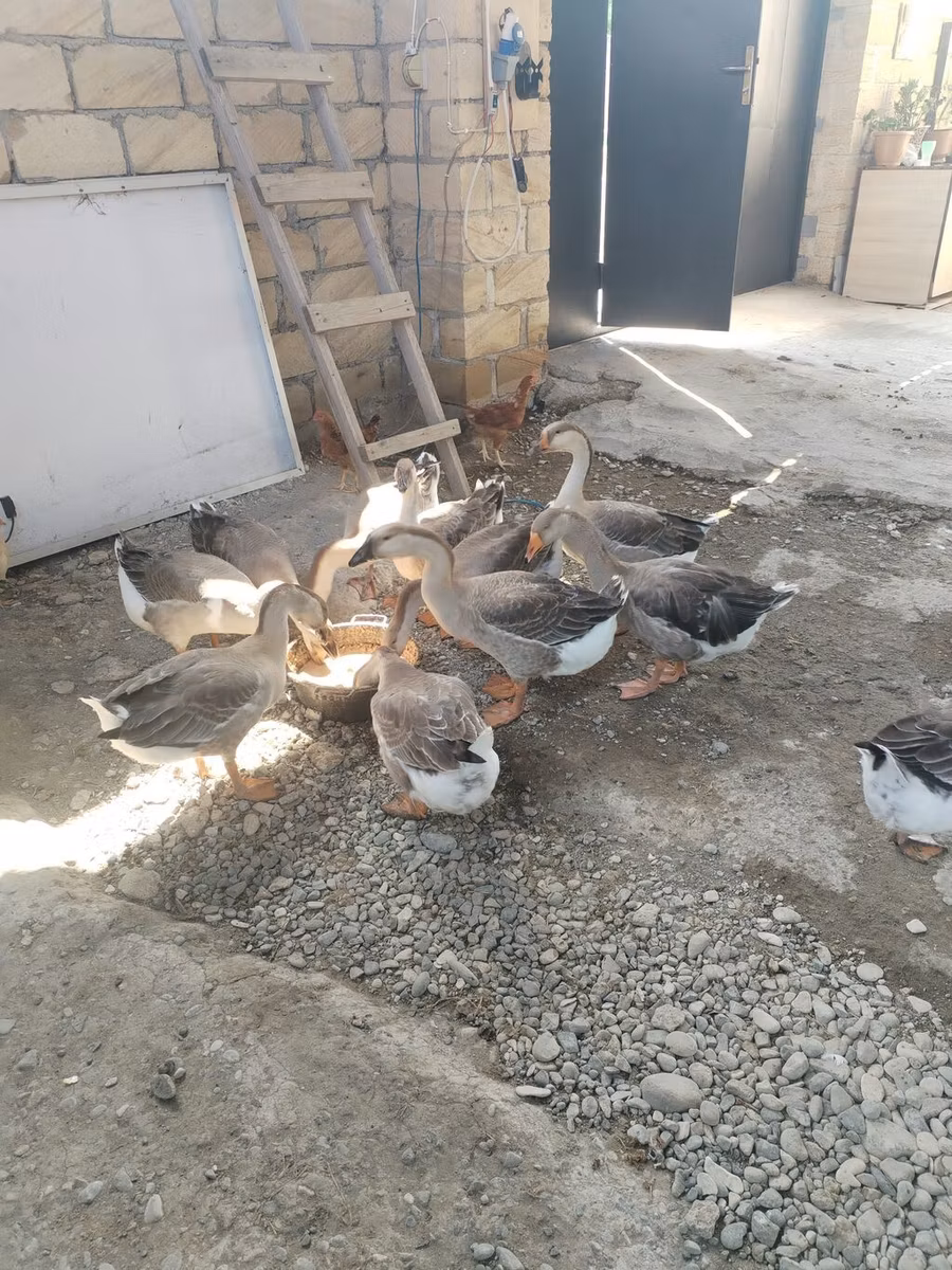 कुबान